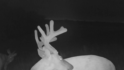 Stealth Cam DS4K Trail/Game Camera 30 Megapixels - image 8 from the video